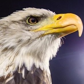 WarEagleTV.com's profile picture