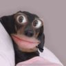 SmStiggydogg's profile picture