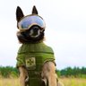 Profilbild von War Dogg ๐บ๐ธ๐บ๐ฆ๐ฎ๐ฑ๐น๐ผ