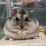 きなぴ 的头像