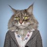 Great Plains Cat's profile picture