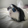 Profilbild von Nard the Fox