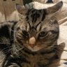 トラキチ profil fotoğrafı