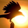 Profilbild von Crow