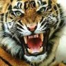 Profilbild von Indra Catro