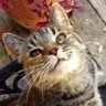 正義ラブ profil fotoğrafı