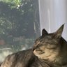 sho 的头像