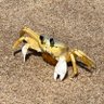 Chicho's profile picture