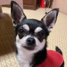 mari- Antoinette's profile picture