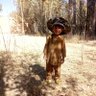 راشه که تودیګی profil fotoğrafı