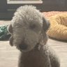 Lindypoo profil fotoğrafı