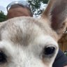 Profilbild von Tazzy