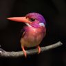 BirdUp's profile picture