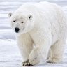 Pabear64's profile picture