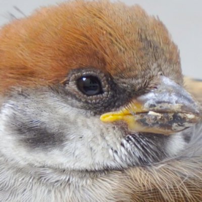 カヤ［野鳥好き社会人］'s profile picture