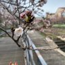 まちょ🐒🌹🕰️⚡️ profil fotoğrafı