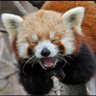 Red Panda 的头像