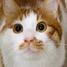 PiliPala's profile picture