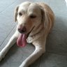 Ellemorena profil fotoğrafı