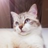 Ghepa's profile picture
