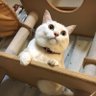 名無し 的头像