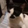 ozan.poeta profil fotoğrafı