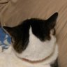 ぽぷり profil fotoğrafı