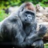 ゆーでぃん profil fotoğrafı