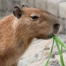 カピバラさん 的头像
