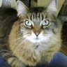 SharonB Canadian Patriot profil fotoğrafı