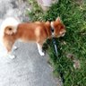 しろ profil fotoğrafı