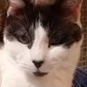Profilbild von justalurkr (she/her)🌻 🐈 🖤🩶🤍💜