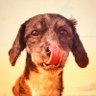 Lola Stitch profil fotoğrafı