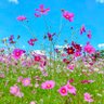 りえぼー♡ 的头像