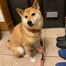 ぱさーじゅ's profile picture