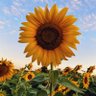SUNFLOWER 🌻 profil fotoğrafı