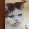 reynard.mattレイナード profil fotoğrafı