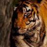 Profilbild von WildLense® Eco Foundation 🇮🇳