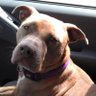 Profilbild von IMO Sara the Pitbull Dog (Jeff)