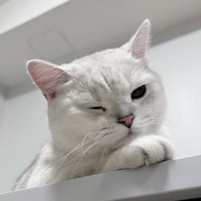 kimbapcat1's profile picture