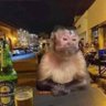 Grandiose Tortoise's profile picture