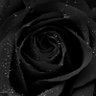 Jennifer's profile picture