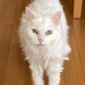 猫の下僕 的头像