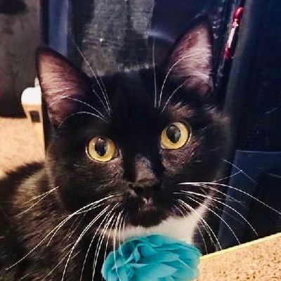 FlowerFancyPant's profile picture