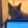 mrkittyfollowsu's profile picture