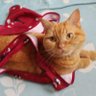 Profilbild von ともナナ😊😻🐾💕