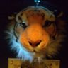 サファリ's profile picture
