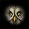 Profilbild von Night Owl🦉Papa