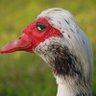 Bussy Mind profil fotoğrafı