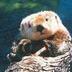Profilbild von otter